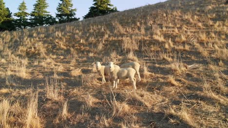 Close-up-group-of-sheep-on-farmland-during-golden-hour