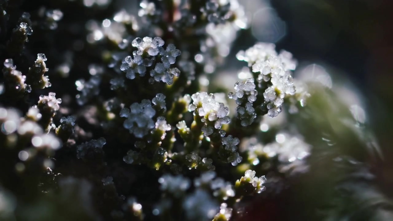 Pulling focus cam revealing red toothed leaf shifting to tiny frost on garden moss, backlit bokeh