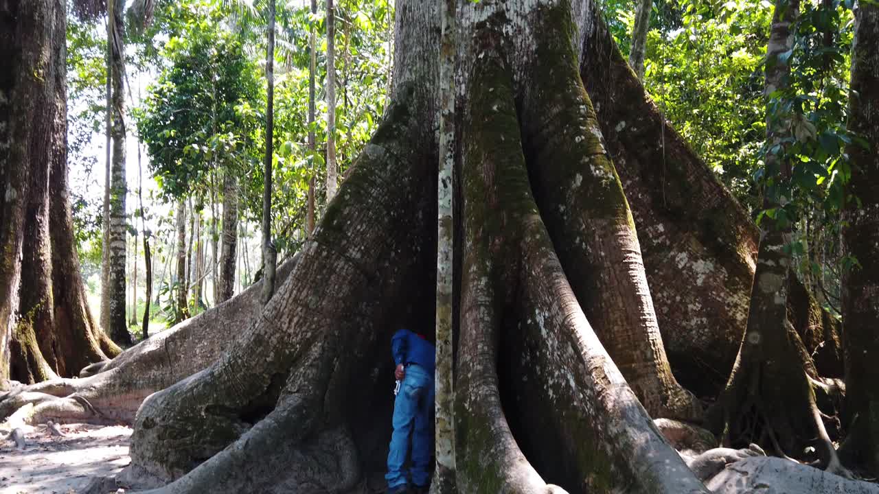 Video 4K diurno che rivela un enorme albero dalla giungla amazzonica del Perù, vicino alla città di Tingo Maria. Ripresa grandangolare con movimento verticale ascendente.