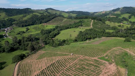 aerial panoramic view of a big coffee plantation in the state of minas gerais, a famous area for coffee plantations in brazil.