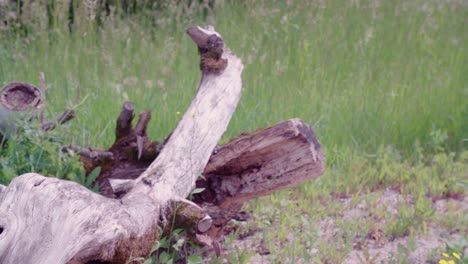 Close-up of a decaying tree trunk in nature