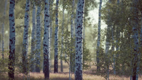 birch forest in sunlight in the morning