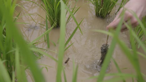 granjero saca malas hierbas del agua en el campo de arroz en china