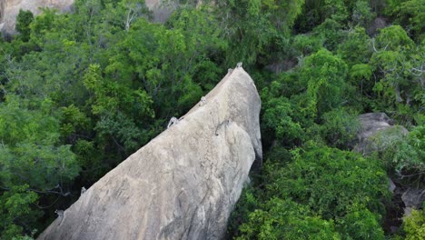 Lémures-De-Cola-Anillada-Curiosos-Sobre-Los-Drones---Madagascar,-África