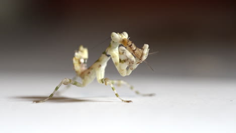 white mantis eats cricket. macro shot in uhd