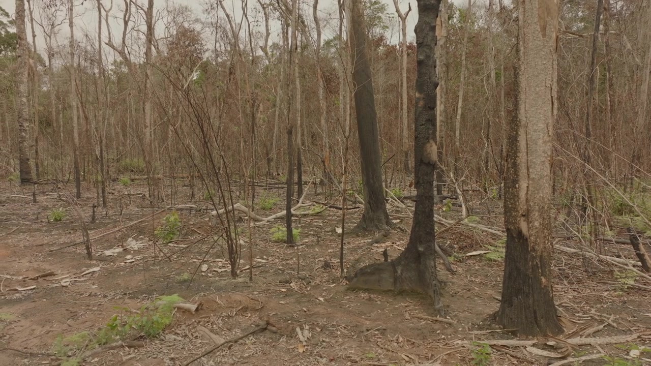 Vista a livello del suolo di una foresta bruciata nella foresta pluviale amazzonica meridionale, con alberi carbonizzati e vegetazione bruciata che rivelano le conseguenze di un devastante incendio boschivo