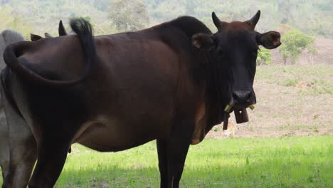 a shot of two cows standing still, located in north thailand in the area of umphang in asia