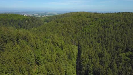 rising up above the trees in the great woods forrest, somerset, united kingdom