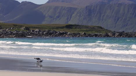 Playa-De-Las-Islas-Lofoten-Es-Un-Archipiélago-En-El-Condado-De-Nordland,-Noruega.