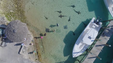 Vista-Aérea-De-Arriba-Hacia-Abajo-De-Drones-De-Bahamas-Compass-Cay-Marina-Con-Tiburones-Nodriza-Rayas-Y-Personas