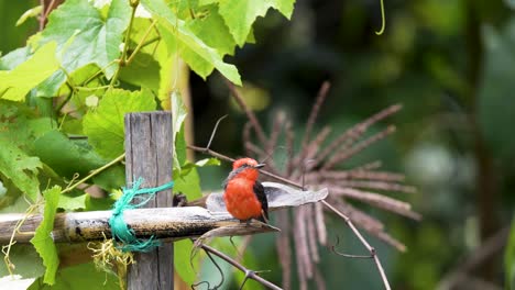 vermilion flycatcher perched in vineyard (slow motion)