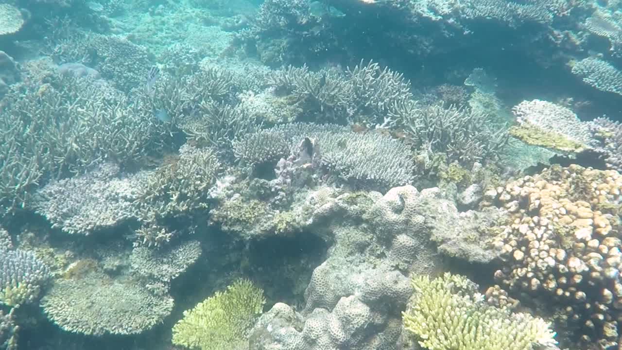 imágenes de buceo de un arrecife de coral prístino con un campo de varios corales duros y blandos en karimun jawa