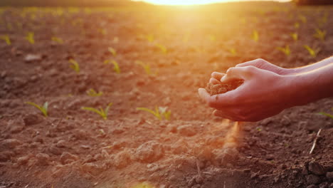 the hands of the young farmer keep fertile soil on the field with corn seedlings organic products co