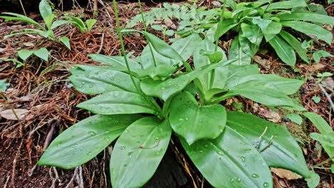 Muir-Woods-Green-Plant-Close-Up-with-Pull-Out-Shot,-Wet-Leaves