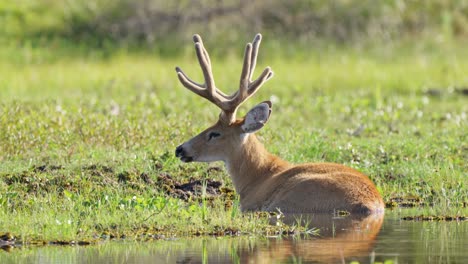 Sleepy-marsh-deer,-blastocerus-dichotomus-laze-in-the-swampy-lake-with-little-bird-flying-pass-the-scene-at-tropical-ibera-wetland,-pantanal-natural-region,-south-america