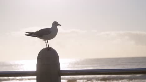 Seagull-bird-perching-on-a-railing-4k