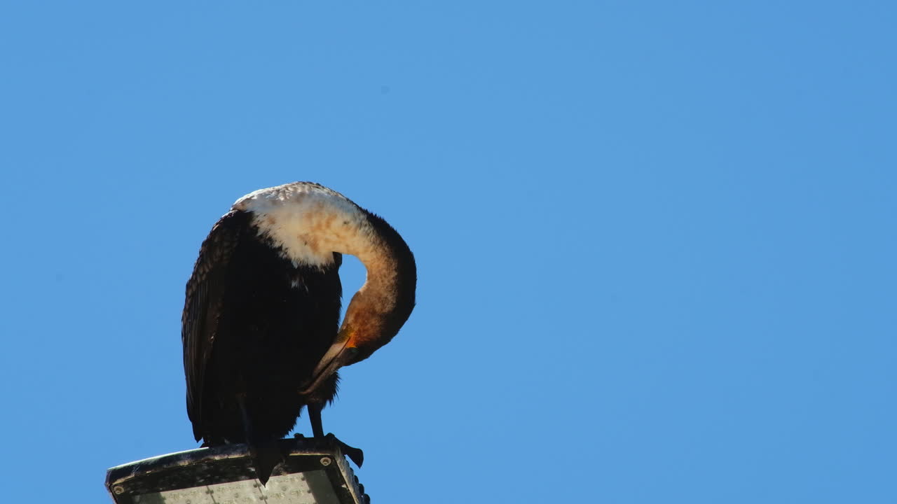 cormorán de pecho blanco limpiando plumas con pico después de nadar en el océano