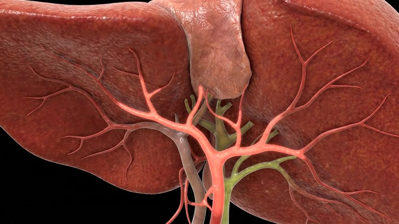 Detailed 3D anatomical model of human liver
