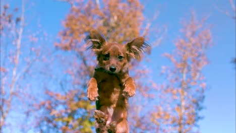 a small brown cute puppy dog being thrown into the air in slow motion during summer time with autumn leaves and blue sky in the background