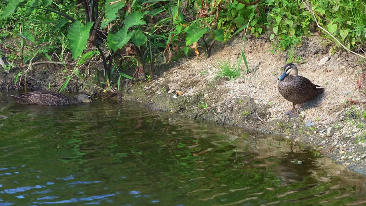 A Pacific Black Duck (Anas superciliosa) forages in the water, while another slowly waddling up the riverbank and basks under the warm sunlight, close up shot