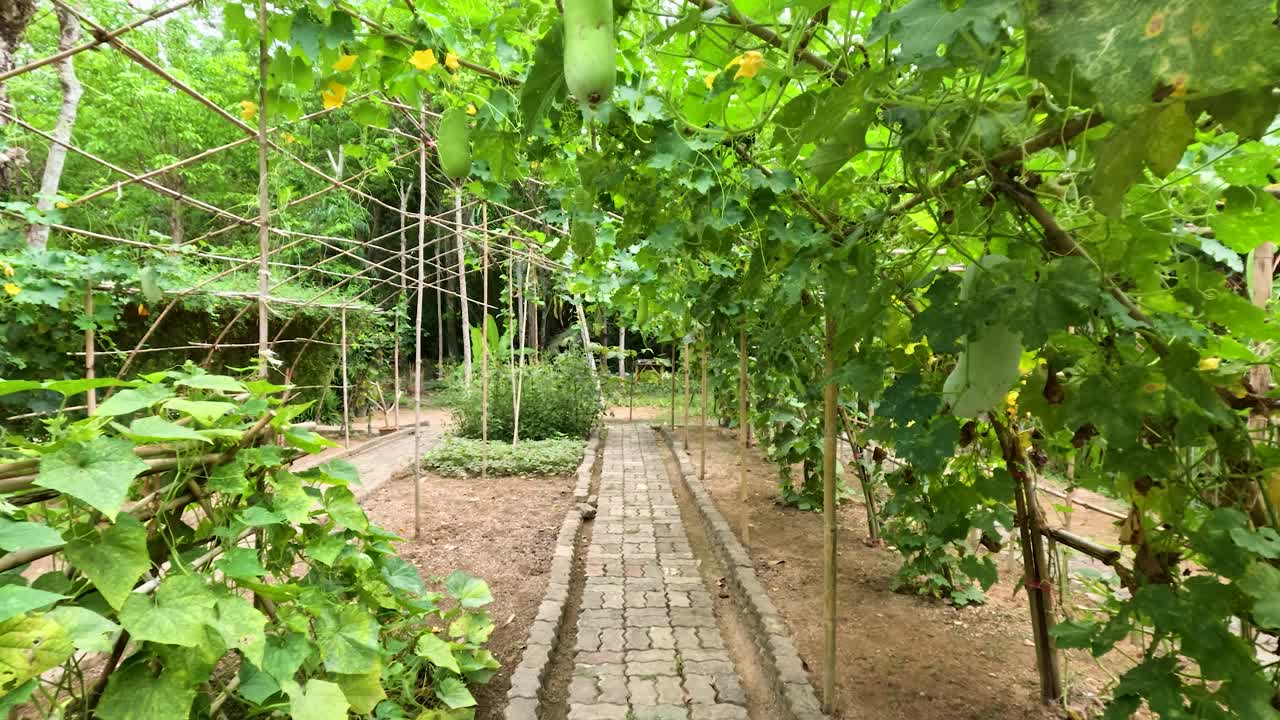 Smooth forward camera movement under green winter melon vines in a sunlit Phuket garden walkway