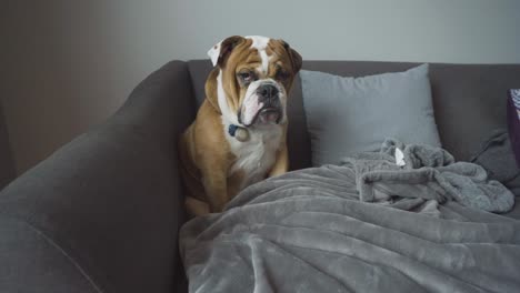 a young english bulldog pup sits alone on a grey couch with a grumpy face