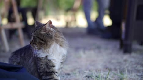 Curioso-Gato-Joven-Y-Esponjoso-Caminando-Hacia-La-Cámara-En-Un-Jardín