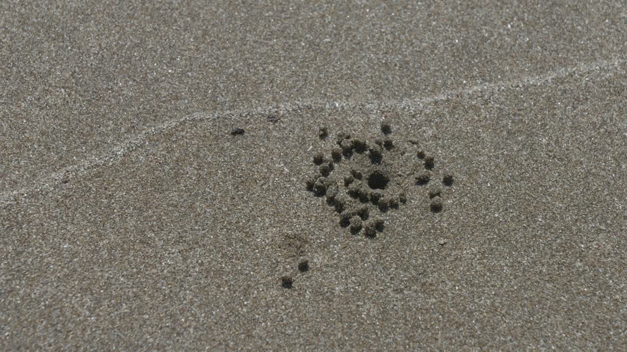 해변의 모래에 여러 개의 구을 파는 작은 크래브의 클로즈업 영화 촬영