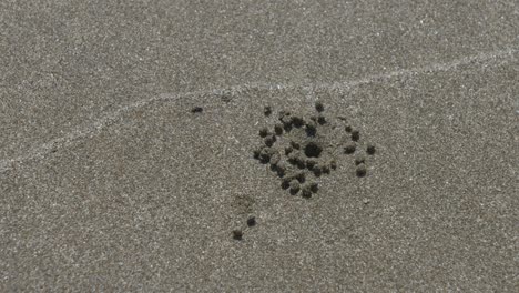 closeup cinematic shot of small crab digging multiple holes in sand of beach