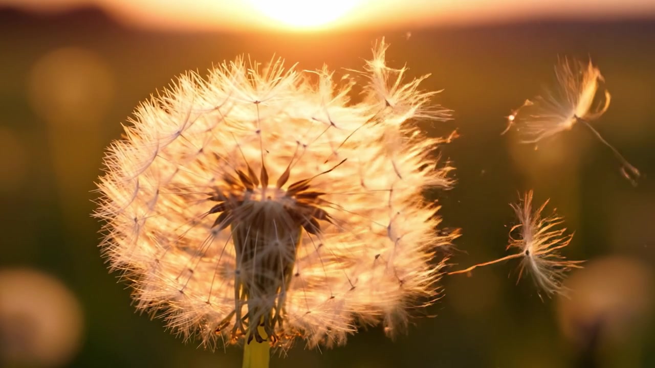 Een prachtige close-up van een paardenbloem bij zonsondergang, die de mooie vergankelijkheid van de natuur vastlegt terwijl de zaden in de zachte bries worden losgelaten.
