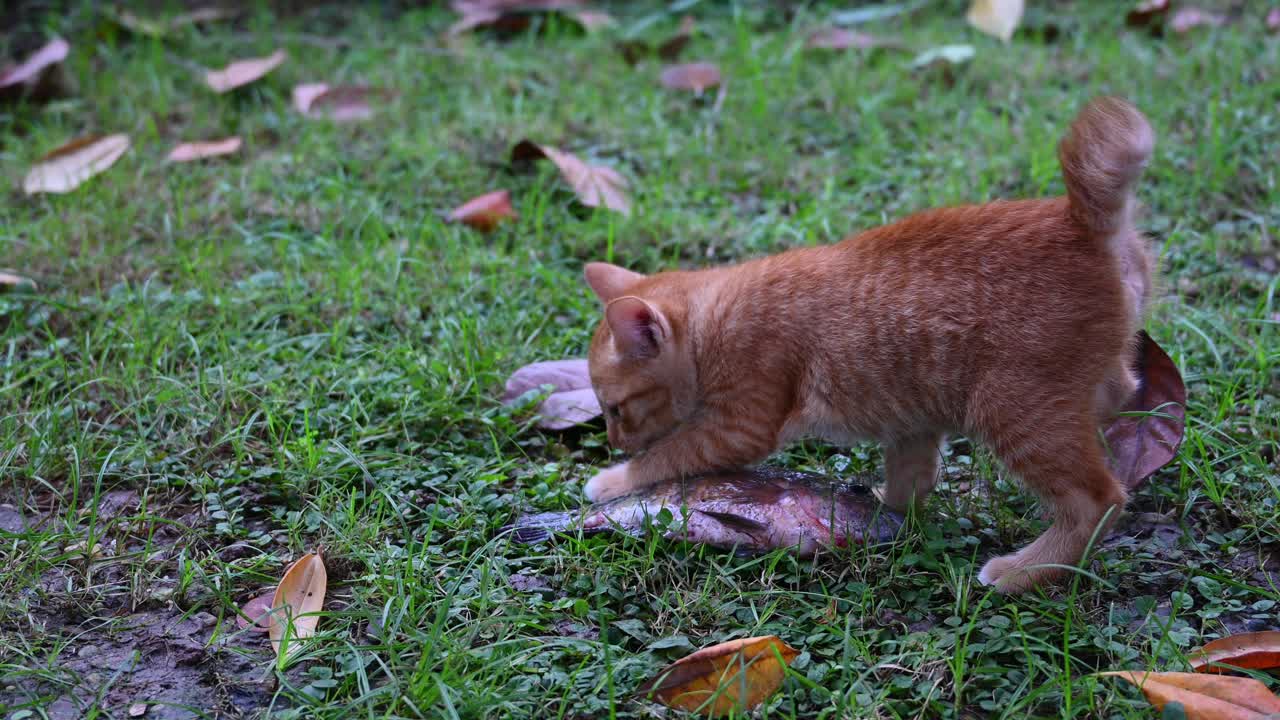 야생 고양이가 틸라피아 물고기를 핥고 냄새를 맡고 걸어 나갑니다.