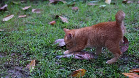 Gato-Salvaje-Lamiendo-Y-Oliendo-Un-Pez-Tilapia-Y-Se-Aleja