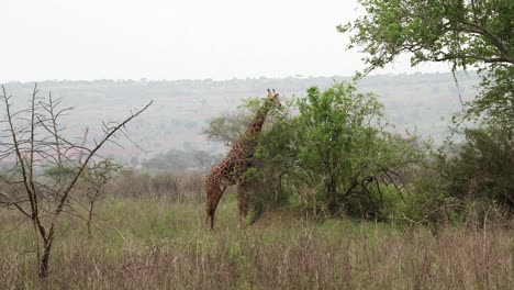 jirafa alimentándose en un árbol de tiro ancho