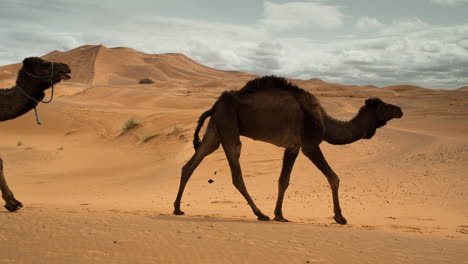 merzouga in the sahara desert in morocco