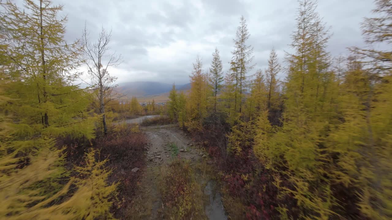 suspendido alto por encima del suelo, la danza de las hojas doradas revela una vista impresionante de un bosque de otoño