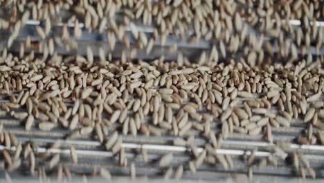 primer plano de grano en cascada en una instalación de molino de grano de última generación