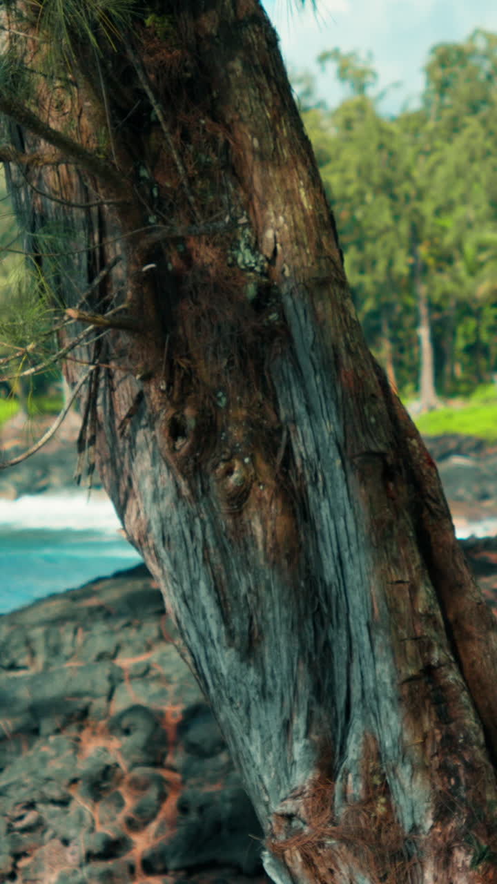 A weathered coastal tree stands beside dark volcanic rocks overlooking turquoise ocean waves, symbolizing endurance and harmony between land and sea in a tropical paradise