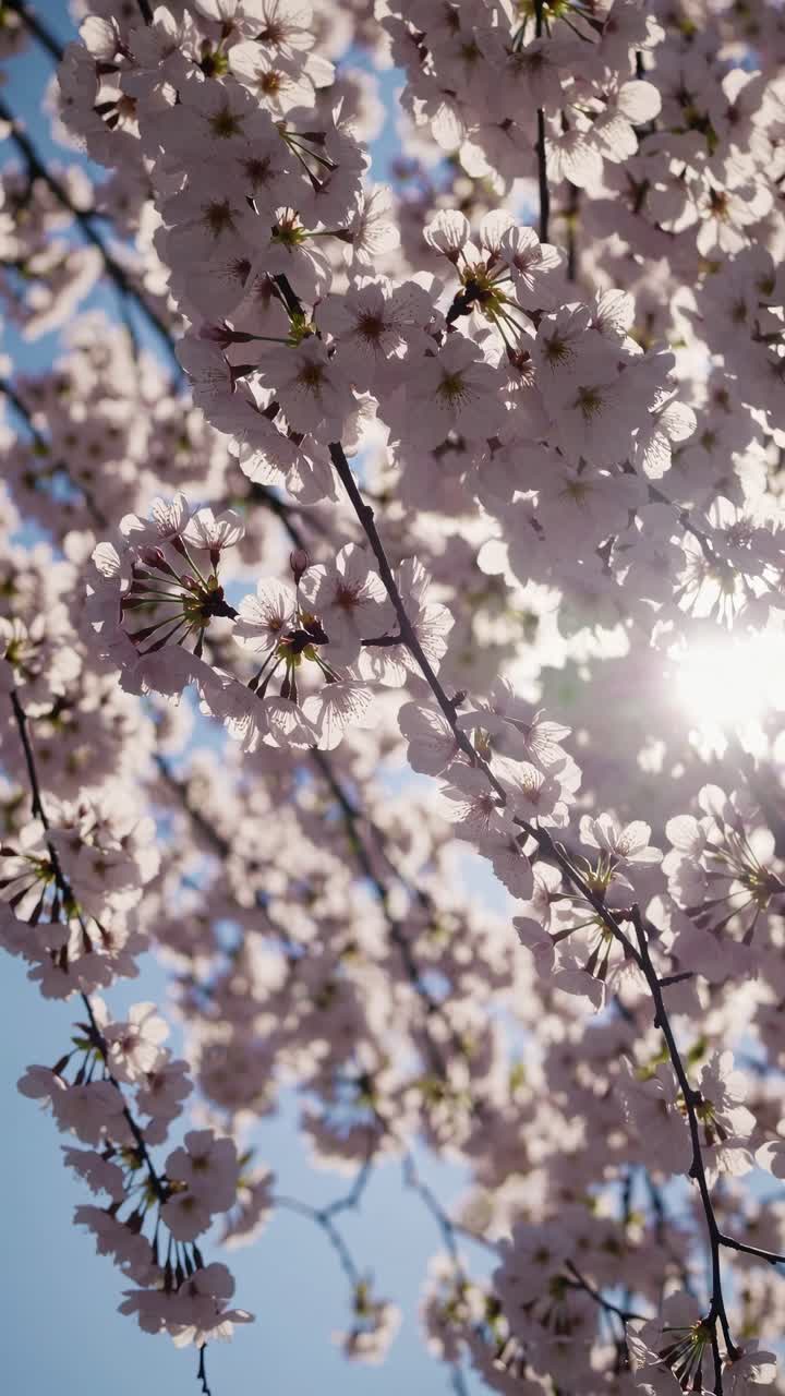 Upward angle captures cherry blossoms against a clear sky, creating a serene, natural video backdrop