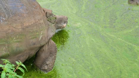 Galapagos-Schildkröte-Kommt-Ins-Wasser