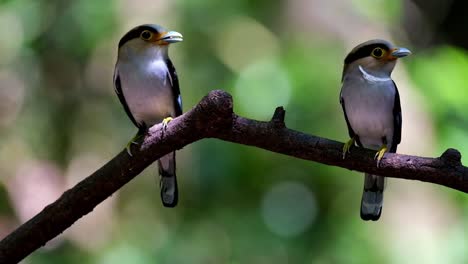 Padres-Listos-Para-Servir-La-Comida-Que-Tienen-En-La-Boca,-Pico-Ancho-De-Pecho-Plateado,-Serilophus-Lunatus,-Parque-Nacional-Kaeng-Krachan,-Tailandia