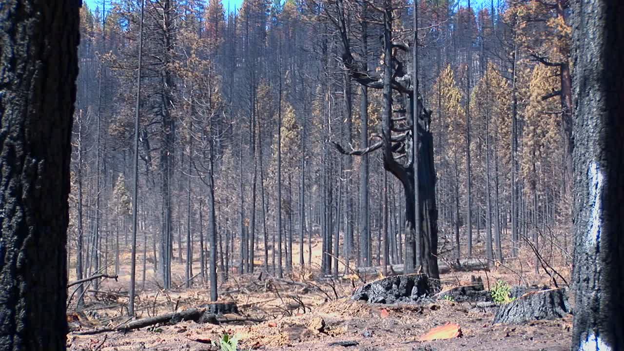 En brannherjet skog med nedhogde trær 4.