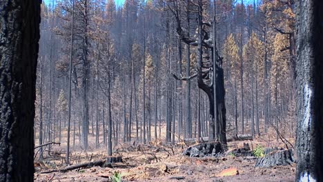 Ein-Feuer-Verbrannter-Wald-Mit-Gefällten-Bäumen-4