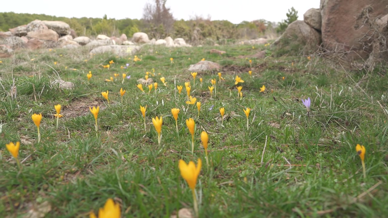 Mark med gule og lilla krokusblomster om foråret