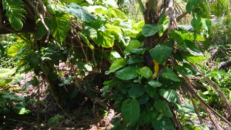 camino secreto a través de la jungla con árboles caídos