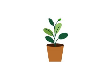 plant with 6 leaves grows and germinates in terracotta pot on white background