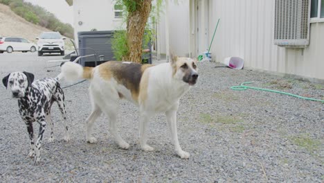 Belgian-Shepherd-Dog,-and-Dalmatian,-stand-guard-in-front-of-their-house-and-bark-towards-the-camera-in-slow-motion