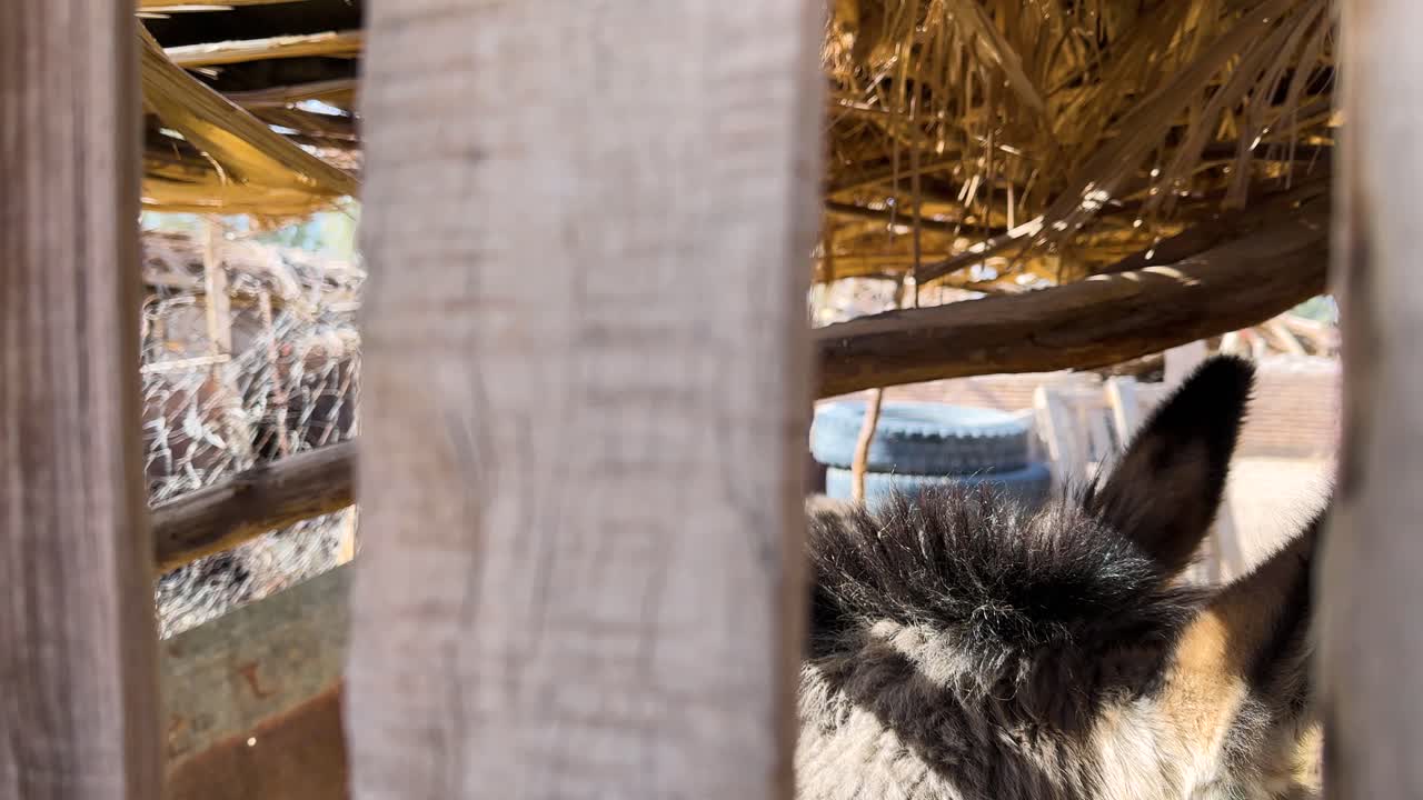 Stable of donkey horse brown wooden fence in mountain desert in Iran scenic landscape of nature sand horizon destination sunny outdoor wanderlust holiday vacation of travel in summer environment