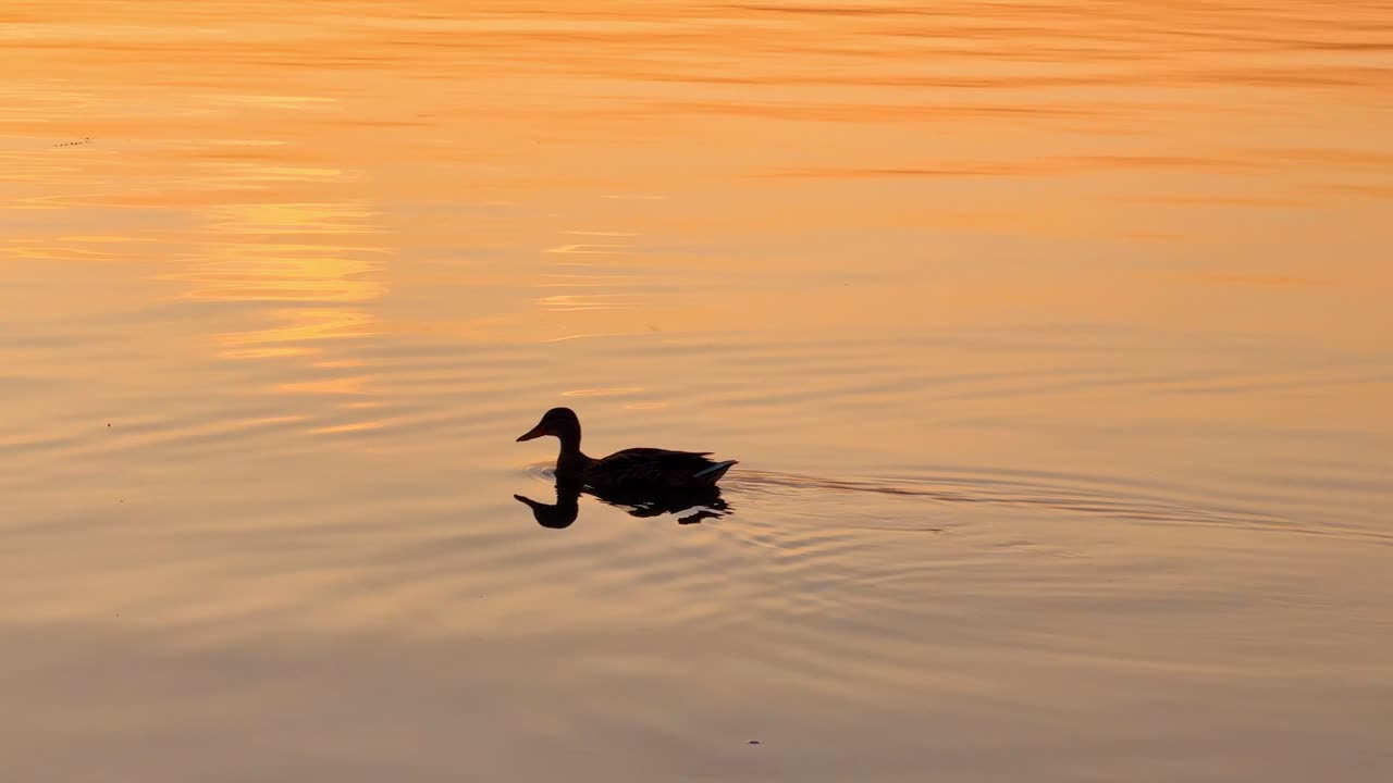 Kachna plave v klidné vodě při západu slunce blízko břehu jezera. Kachna plave v klidné vodě, zatímco slunce zapadá a vytváří barevné odrazy v pozadí.