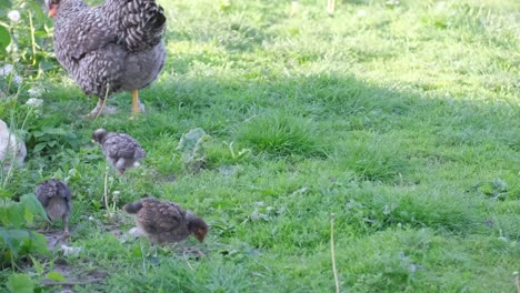 Chickens and chicks in a grassy field