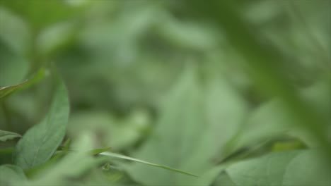 The-camera-moves-forward,-it-captures-a-captivating-view-of-green-leaves-scattered-on-the-ground